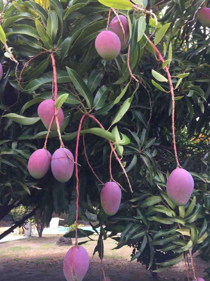 דירות לה קברה T2 Tropical En Bord De Piscine A 100M De La Mer מראה חיצוני תמונה